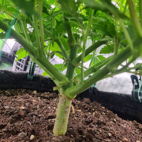 Strawberry Cola Sherbet Fast Version growlog timeline photo