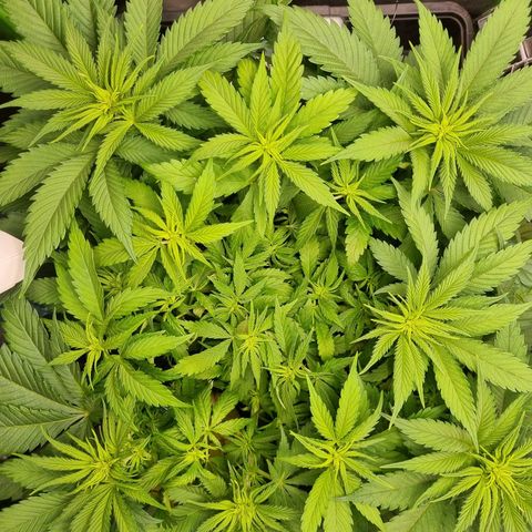 Strawberry Cola Sherbet Fast Version growlog timeline photo