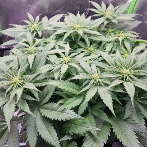 Strawberry Cola Sherbet Fast Version growlog timeline photo