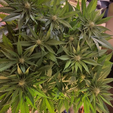 Strawberry Cola Sherbet Fast Version growlog timeline photo