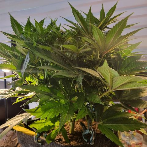 Strawberry Cola Sherbet Fast Version growlog timeline photo