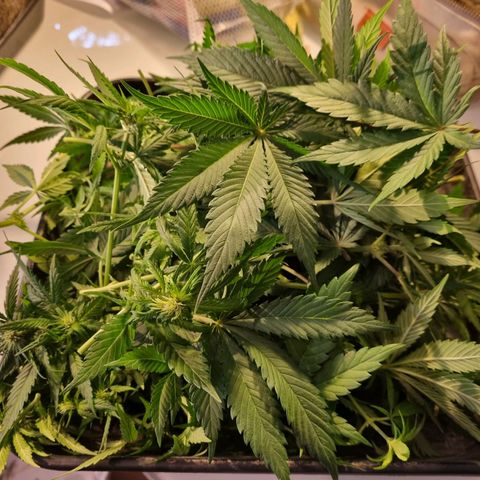 Strawberry Cola Sherbet Fast Version growlog timeline photo