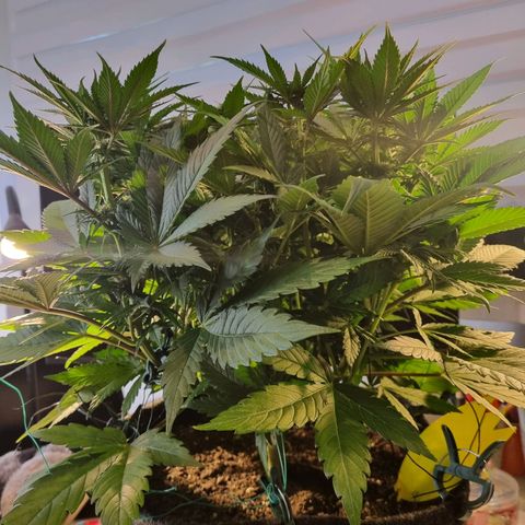 Strawberry Cola Sherbet Fast Version growlog timeline photo