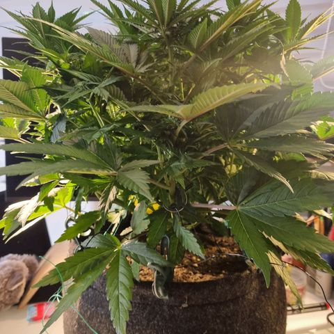 Strawberry Cola Sherbet Fast Version growlog timeline photo