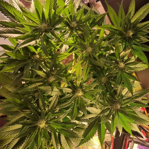 Strawberry Cola Sherbet Fast Version growlog timeline photo