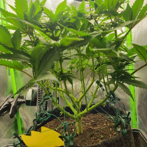 Strawberry Cola Sherbet Fast Version growlog timeline photo