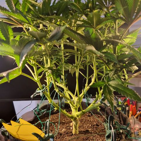 Strawberry Cola Sherbet Fast Version growlog timeline photo
