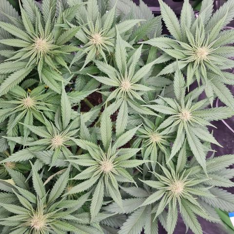 Strawberry Cola Sherbet Fast Version growlog timeline photo