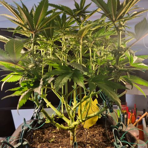 Strawberry Cola Sherbet Fast Version growlog timeline photo