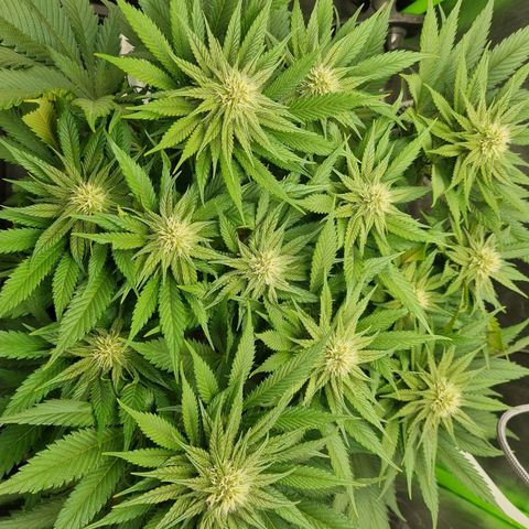 Strawberry Cola Sherbet Fast Version growlog timeline photo