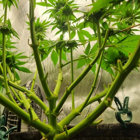 Strawberry Cola Sherbet Fast Version growlog timeline photo