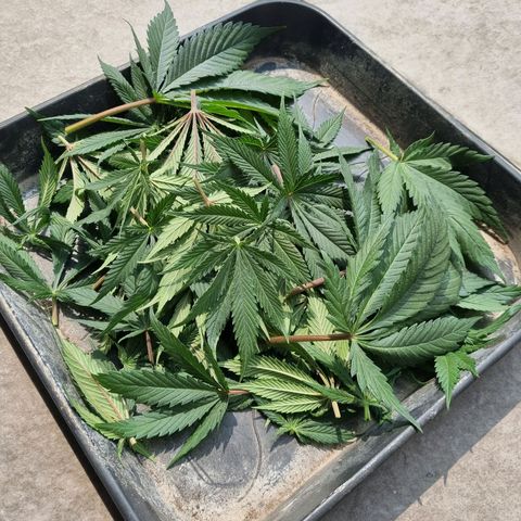 Strawberry Cola Sherbet Fast Version growlog timeline photo