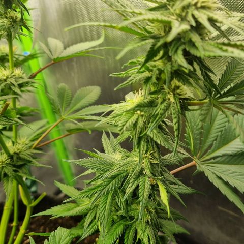 Strawberry Cola Sherbet Fast Version growlog timeline photo