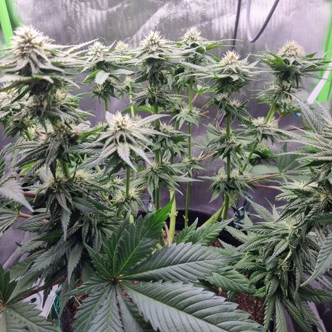 Strawberry Cola Sherbet Fast Version growlog timeline photo