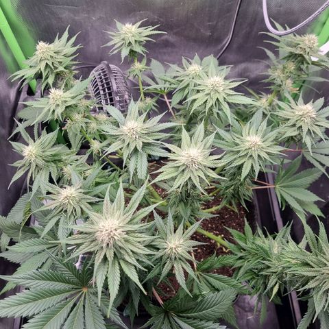 Strawberry Cola Sherbet Fast Version growlog timeline photo