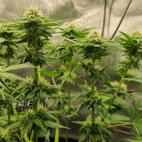 Strawberry Cola Sherbet Fast Version growlog timeline photo