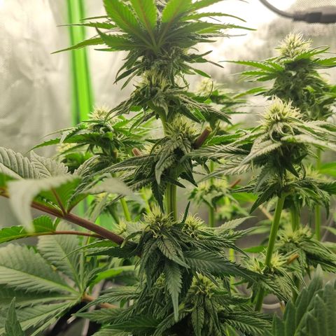 Strawberry Cola Sherbet Fast Version growlog timeline photo
