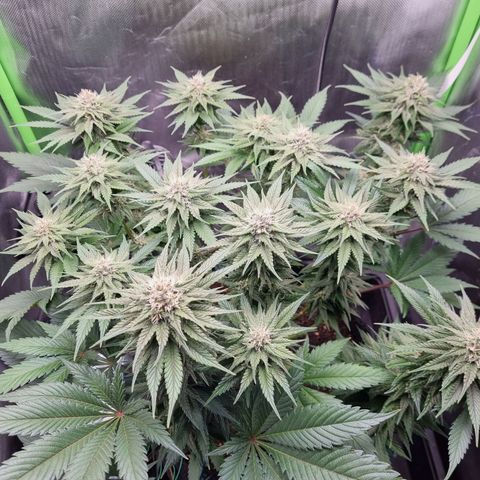 Strawberry Cola Sherbet Fast Version growlog timeline photo
