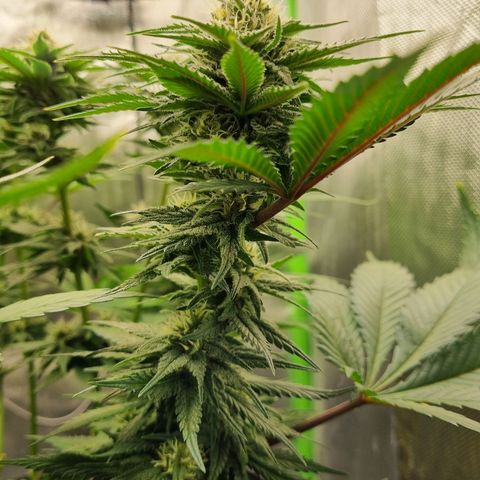 Strawberry Cola Sherbet Fast Version growlog timeline photo