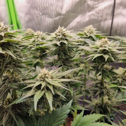 Strawberry Cola Sherbet Fast Version growlog timeline photo