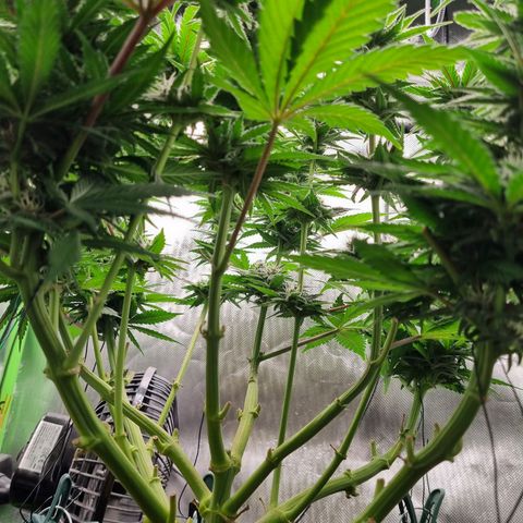 Strawberry Cola Sherbet Fast Version growlog timeline photo