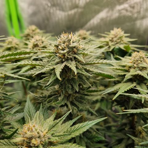 Strawberry Cola Sherbet Fast Version growlog timeline photo
