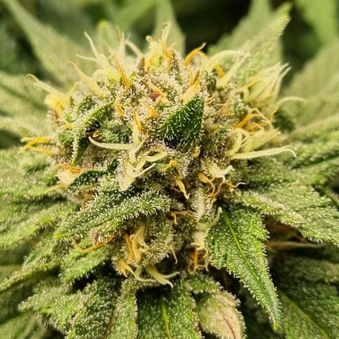 Strawberry Cola Sherbet Fast Version growlog timeline photo