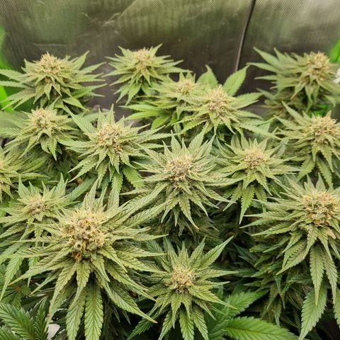 Strawberry Cola Sherbet Fast Version growlog timeline photo