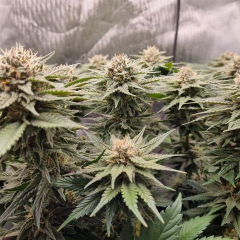 Strawberry Cola Sherbet Fast Version growlog timeline photo