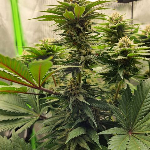 Strawberry Cola Sherbet Fast Version growlog timeline photo