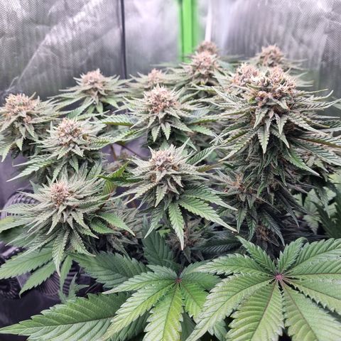 Strawberry Cola Sherbet Fast Version growlog timeline photo