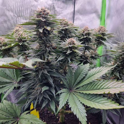 Strawberry Cola Sherbet Fast Version growlog timeline photo