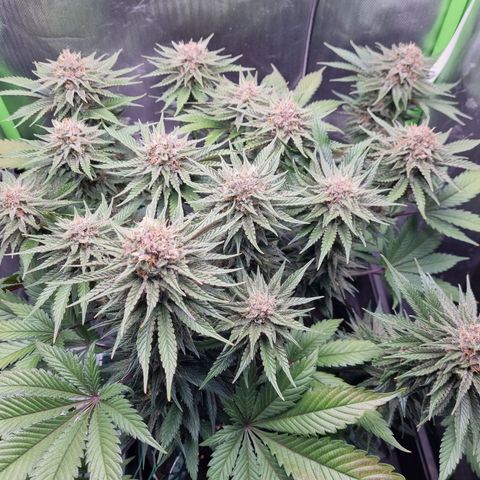 Strawberry Cola Sherbet Fast Version growlog timeline photo
