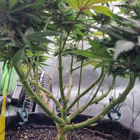 Strawberry Cola Sherbet Fast Version growlog timeline photo