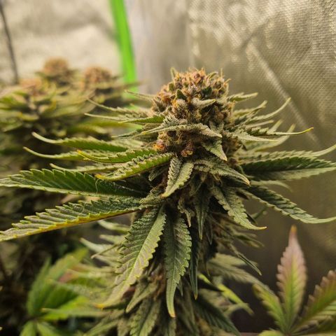 Strawberry Cola Sherbet Fast Version growlog timeline photo