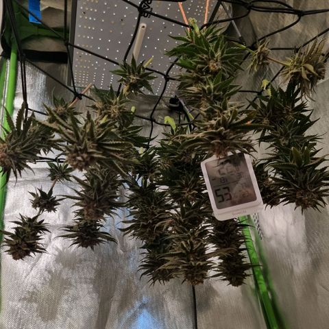 Strawberry Cola Sherbet Fast Version growlog timeline photo