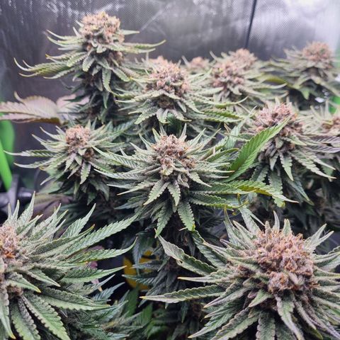 Strawberry Cola Sherbet Fast Version growlog timeline photo