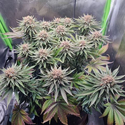 Strawberry Cola Sherbet Fast Version growlog timeline photo