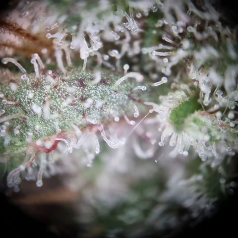 Strawberry Cola Sherbet Fast Version growlog timeline photo