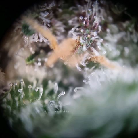 Strawberry Cola Sherbet Fast Version growlog timeline photo