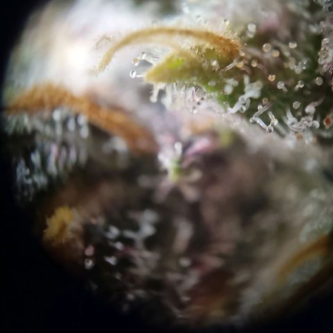 Strawberry Cola Sherbet Fast Version growlog timeline photo