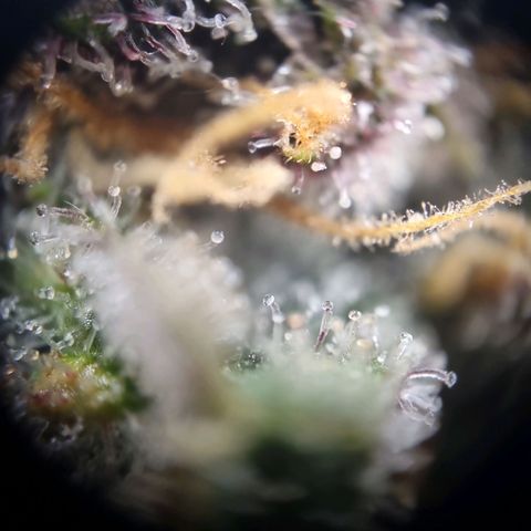 Strawberry Cola Sherbet Fast Version growlog timeline photo