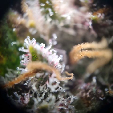 Strawberry Cola Sherbet Fast Version growlog timeline photo