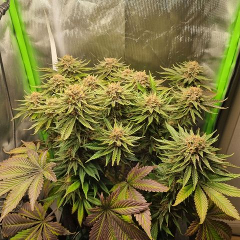 Strawberry Cola Sherbet Fast Version growlog timeline photo