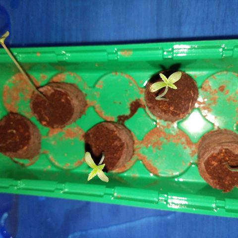 Unbekannte Sorte growlog photo: Die Schale wurde zu klein. Die Mädels wachsen in Rekordzeit. 

Neue Box mit Wasser befüllt. 

Deckel aus Folie gebaut. 

Sauerstoffzufuhr gewährleistet. 

Zusätzliche Beleuchtung: Keine