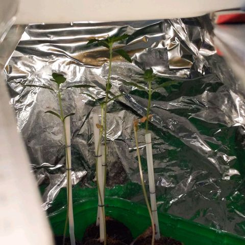 Unbekannte Sorte growlog photo: Ein Mädel hat leider die Kraft verloren... Vermutlich erholt Sie sich nicht mehr.... Die anderen 4 schlagen sich tapfer