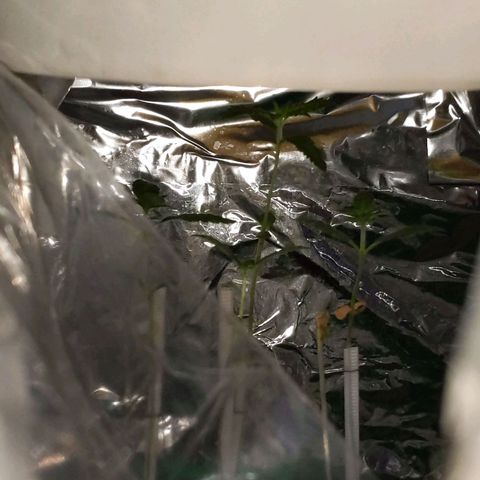 Unbekannte Sorte growlog photo: Ein Mädel hat leider die Kraft verloren... Vermutlich erholt Sie sich nicht mehr.... Die anderen 4 schlagen sich tapfer