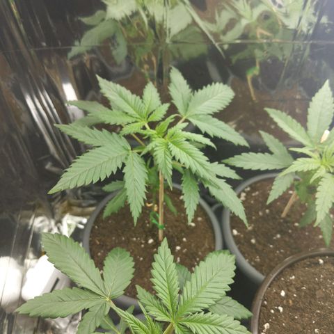 Unbekannte Sorte growlog timeline photo