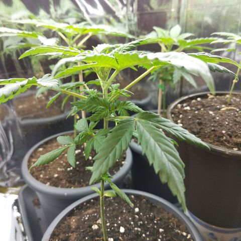 Unbekannte Sorte growlog photo: Ich vermute Wassermangel ... s.g. Adlerkrallen | 15.21 heute auch noch kein Wasser bekommen.... 

Da ich mir nicht sicher bin ob + - Wasser habe ich gestern nur 50ml Wasser hinzugefügt. Ich beobachte bis heute Abend und +W ggf.