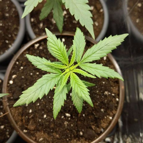Unbekannte Sorte growlog photo: Die Kleinste wird die Größte. Das habe ich vor 4 Wochen schon gesagt :D